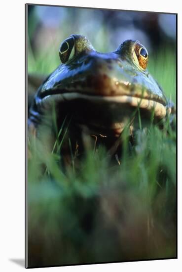 The North American Bullfrog, Rana Catesbeiana-David Nunuk-Mounted Photographic Print