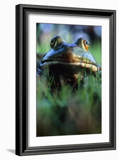 The North American Bullfrog, Rana Catesbeiana-David Nunuk-Framed Photographic Print