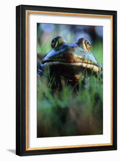 The North American Bullfrog, Rana Catesbeiana-David Nunuk-Framed Photographic Print