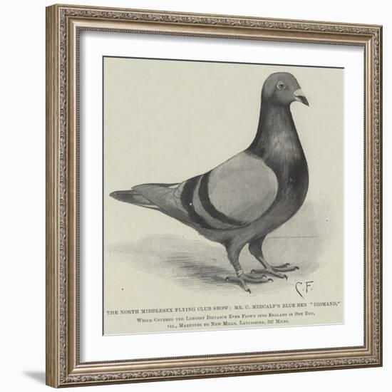 The North Middlesex Flying Club Show, Mr C Medcalf's Blue Hen Diomand-null-Framed Giclee Print