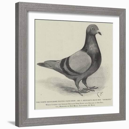 The North Middlesex Flying Club Show, Mr C Medcalf's Blue Hen Diomand-null-Framed Giclee Print