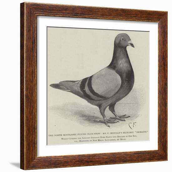 The North Middlesex Flying Club Show, Mr C Medcalf's Blue Hen Diomand-null-Framed Giclee Print