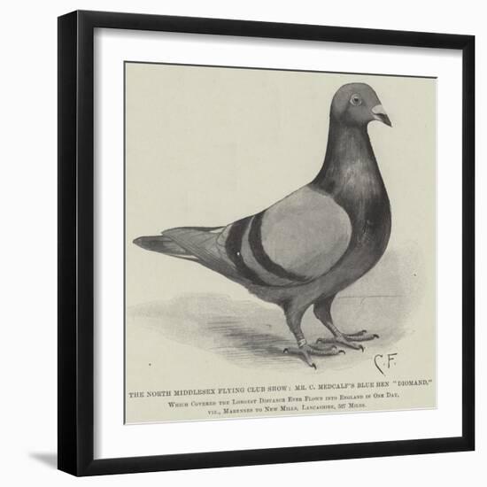 The North Middlesex Flying Club Show, Mr C Medcalf's Blue Hen Diomand-null-Framed Giclee Print