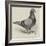 The North Middlesex Flying Club Show, Mr C Medcalf's Blue Hen Diomand-null-Framed Giclee Print