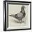 The North Middlesex Flying Club Show, Mr C Medcalf's Blue Hen Diomand-null-Framed Giclee Print