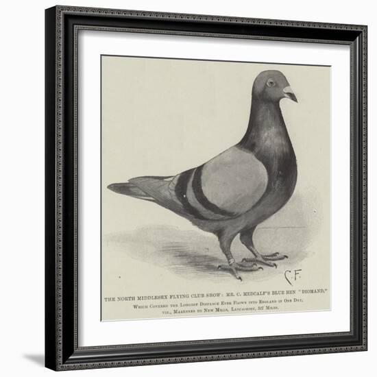 The North Middlesex Flying Club Show, Mr C Medcalf's Blue Hen Diomand-null-Framed Giclee Print