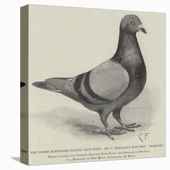 Stretched Canvas Print, , large