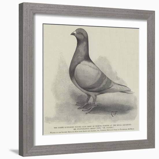 The North Middlesex Flying Club Show of Homing Pigeons at the Royal Aquarium-null-Framed Giclee Print