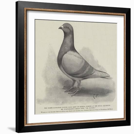 The North Middlesex Flying Club Show of Homing Pigeons at the Royal Aquarium-null-Framed Giclee Print