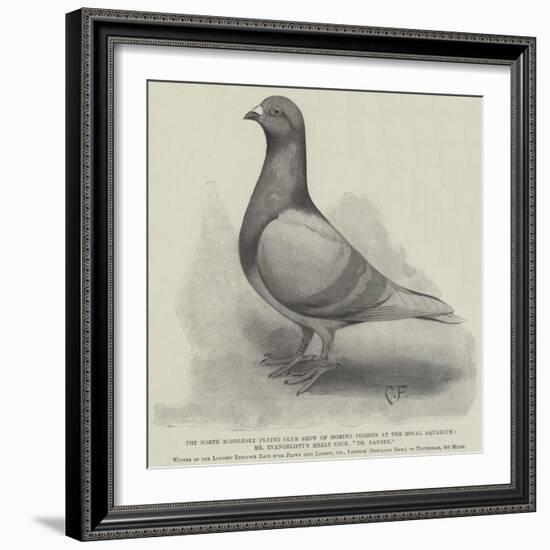 The North Middlesex Flying Club Show of Homing Pigeons at the Royal Aquarium-null-Framed Giclee Print