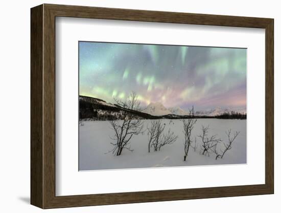 The Northern Lights Illuminates the Snowy Landscape in Svensby, Lyngen Alps, Troms, Lapland, Norway-Roberto Moiola-Framed Photographic Print