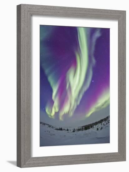 The Northern Lights in Churchill, Manitoba, Canada-Stocktrek Images-Framed Photographic Print