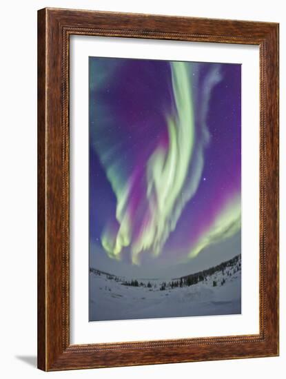 The Northern Lights in Churchill, Manitoba, Canada-Stocktrek Images-Framed Photographic Print