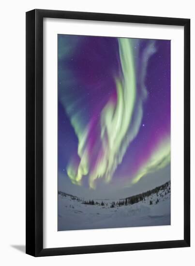 The Northern Lights in Churchill, Manitoba, Canada-Stocktrek Images-Framed Photographic Print