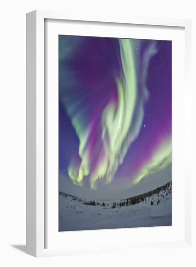 The Northern Lights in Churchill, Manitoba, Canada-Stocktrek Images-Framed Photographic Print