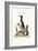 The Northern Penguin, 1749-73-George Edwards-Framed Giclee Print