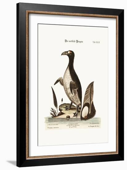 The Northern Penguin, 1749-73-George Edwards-Framed Giclee Print