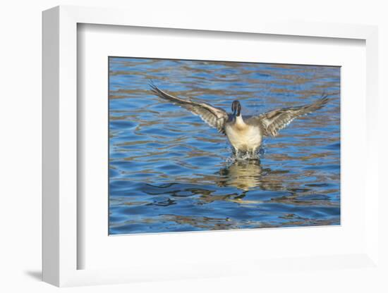 The northern pintail is a duck that breeds in the northern areas of Europe, Asia and North America.-Richard Wright-Framed Photographic Print