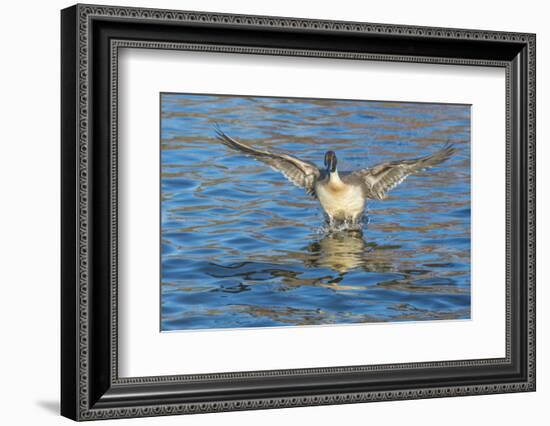 The northern pintail is a duck that breeds in the northern areas of Europe, Asia and North America.-Richard Wright-Framed Photographic Print