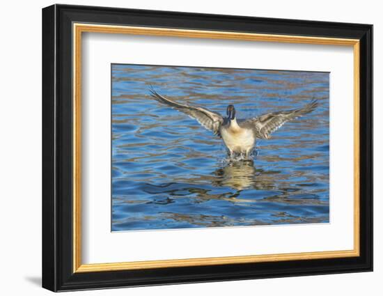 The northern pintail is a duck that breeds in the northern areas of Europe, Asia and North America.-Richard Wright-Framed Photographic Print