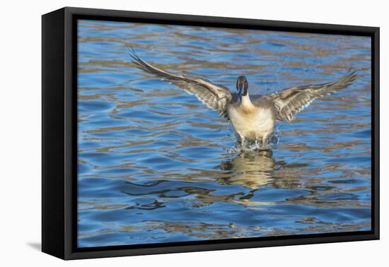 The northern pintail is a duck that breeds in the northern areas of Europe, Asia and North America.-Richard Wright-Framed Premier Image Canvas