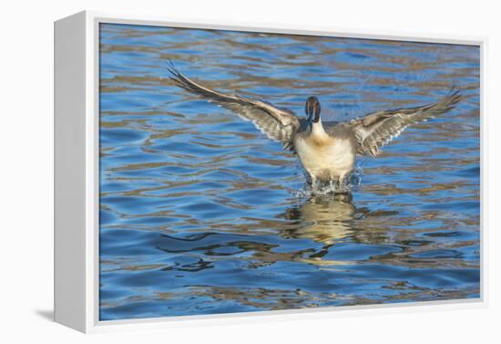 The northern pintail is a duck that breeds in the northern areas of Europe, Asia and North America.-Richard Wright-Framed Premier Image Canvas