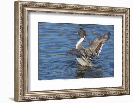 The northern pintail is a duck that breeds in the northern areas of Europe, Asia and North America.-Richard Wright-Framed Photographic Print