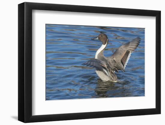 The northern pintail is a duck that breeds in the northern areas of Europe, Asia and North America.-Richard Wright-Framed Photographic Print