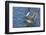 The northern pintail is a duck that breeds in the northern areas of Europe, Asia and North America.-Richard Wright-Framed Photographic Print