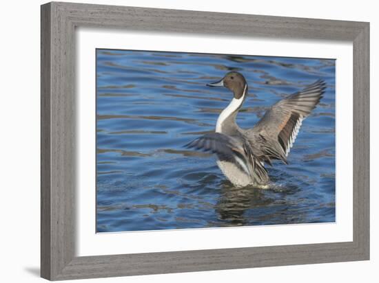 The northern pintail is a duck that breeds in the northern areas of Europe, Asia and North America.-Richard Wright-Framed Photographic Print