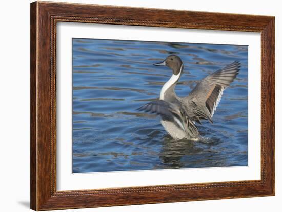 The northern pintail is a duck that breeds in the northern areas of Europe, Asia and North America.-Richard Wright-Framed Photographic Print