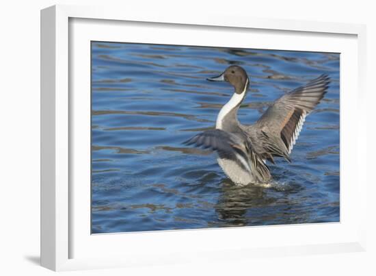 The northern pintail is a duck that breeds in the northern areas of Europe, Asia and North America.-Richard Wright-Framed Photographic Print