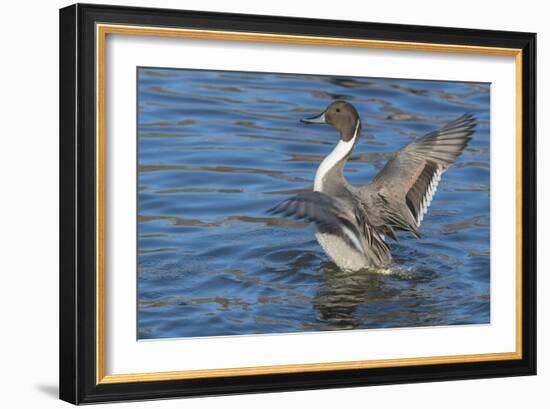 The northern pintail is a duck that breeds in the northern areas of Europe, Asia and North America.-Richard Wright-Framed Photographic Print