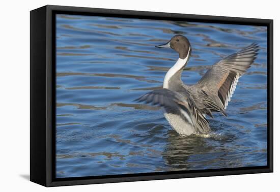 The northern pintail is a duck that breeds in the northern areas of Europe, Asia and North America.-Richard Wright-Framed Premier Image Canvas