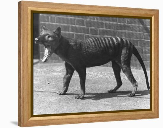 The Now Extinct Tasmanian Tiger, or Thylacine, 1914-Frederick William Bond-Framed Premier Image Canvas