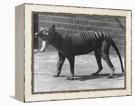 The Now Extinct Tasmanian Tiger, or Thylacine, 1914-Frederick William Bond-Framed Premier Image Canvas