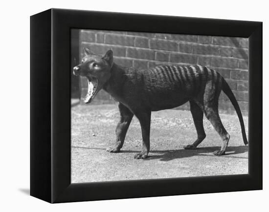 The Now Extinct Tasmanian Tiger, or Thylacine, 1914-Frederick William Bond-Framed Premier Image Canvas