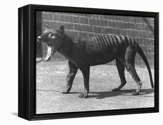 The Now Extinct Tasmanian Tiger, or Thylacine, 1914-Frederick William Bond-Framed Premier Image Canvas