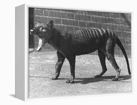 The Now Extinct Tasmanian Tiger, or Thylacine, 1914-Frederick William Bond-Framed Premier Image Canvas