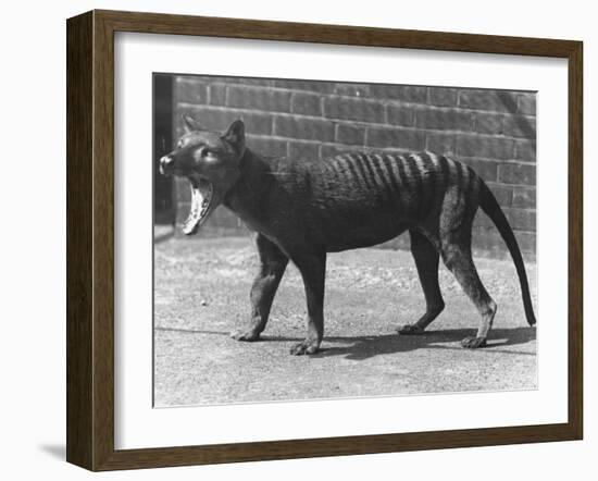 The Now Extinct Tasmanian Tiger, or Thylacine, 1914-Frederick William Bond-Framed Photographic Print