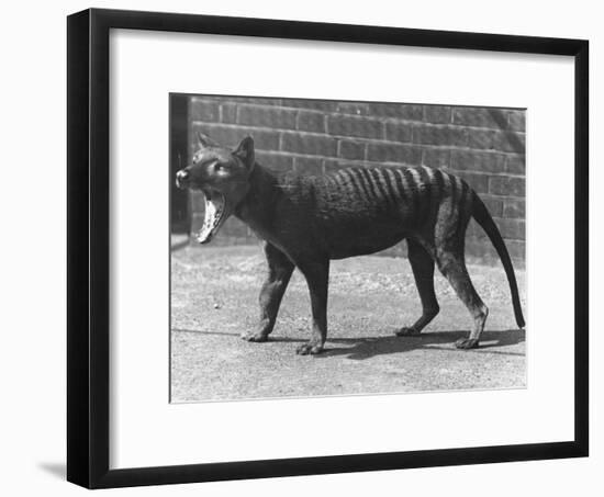 The Now Extinct Tasmanian Tiger, or Thylacine, 1914-Frederick William Bond-Framed Photographic Print