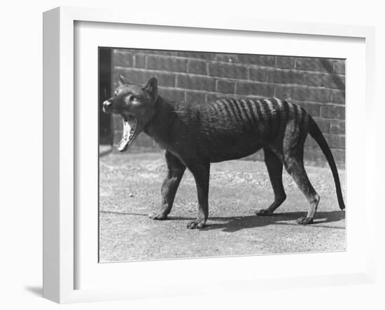 The Now Extinct Tasmanian Tiger, or Thylacine, 1914-Frederick William Bond-Framed Photographic Print