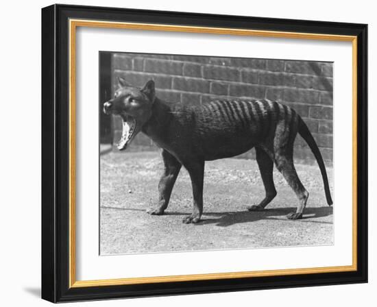 The Now Extinct Tasmanian Tiger, or Thylacine, 1914-Frederick William Bond-Framed Photographic Print