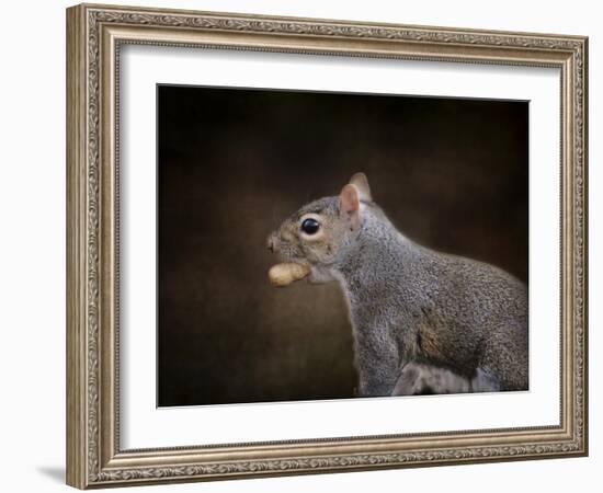 The Nut Collector Squirrel-Jai Johnson-Framed Giclee Print