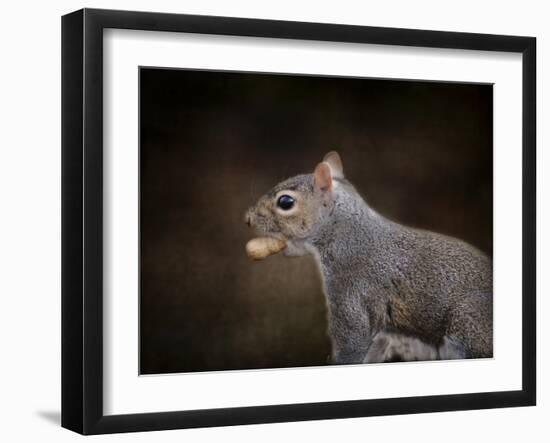 The Nut Collector Squirrel-Jai Johnson-Framed Giclee Print