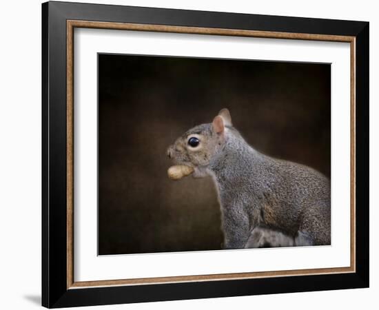 The Nut Collector Squirrel-Jai Johnson-Framed Giclee Print