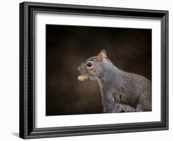 The Nut Collector Squirrel-Jai Johnson-Framed Giclee Print