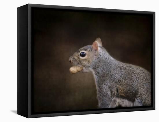 The Nut Collector Squirrel-Jai Johnson-Framed Premier Image Canvas