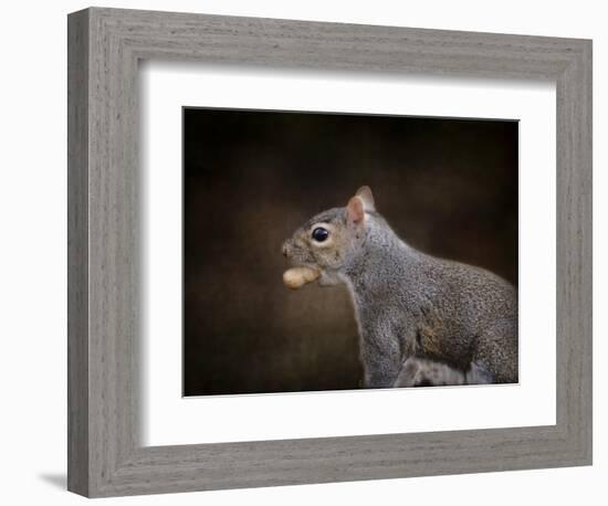 The Nut Collector Squirrel-Jai Johnson-Framed Giclee Print