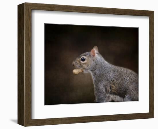 The Nut Collector Squirrel-Jai Johnson-Framed Giclee Print